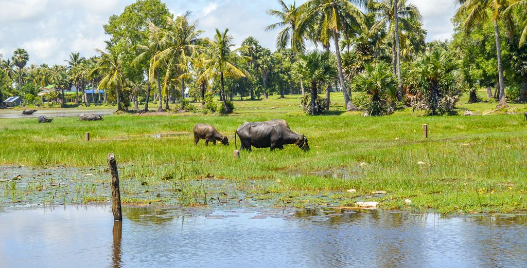 Tour privato: I tesori segreti della Cambogia
