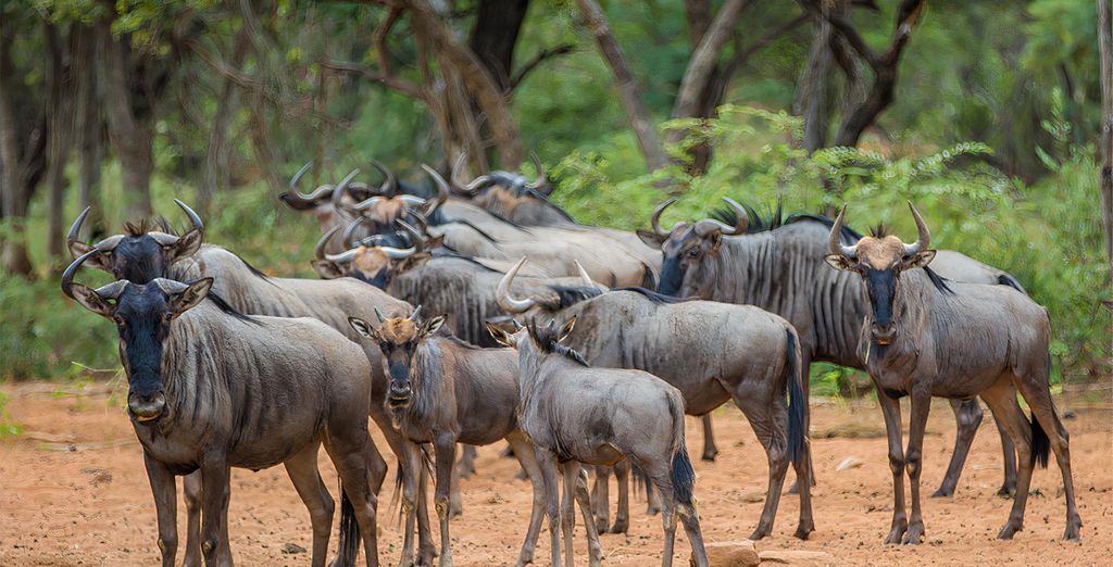 Kholiwe on Kruger Lodge 4*