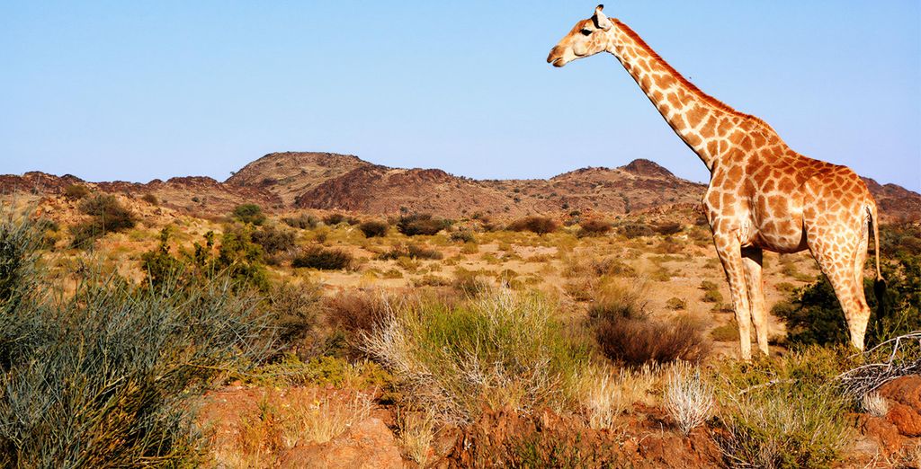 Kholiwe on Kruger Lodge 4*