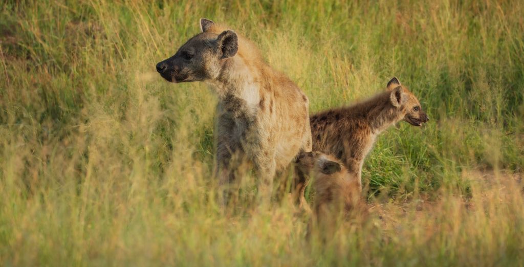 Old Bank Hotel 4* e Kholiwe On Kruger Lodge 4*