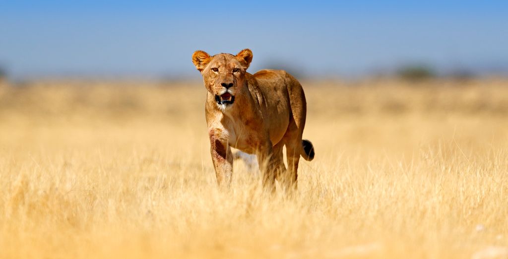 Old Bank Hotel 4* e Kholiwe On Kruger Lodge 4*