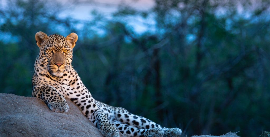 Old Bank Hotel 4* e Kholiwe On Kruger Lodge 4*