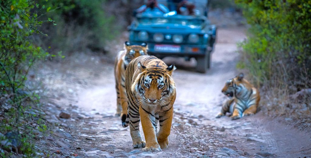 Tour privato: Il meglio del Rajasthan