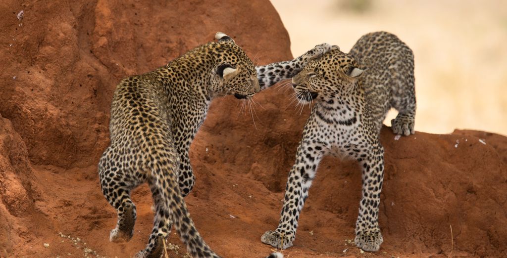 Safari privato nella natura e Karafuu Beach Resort & Spa 5*