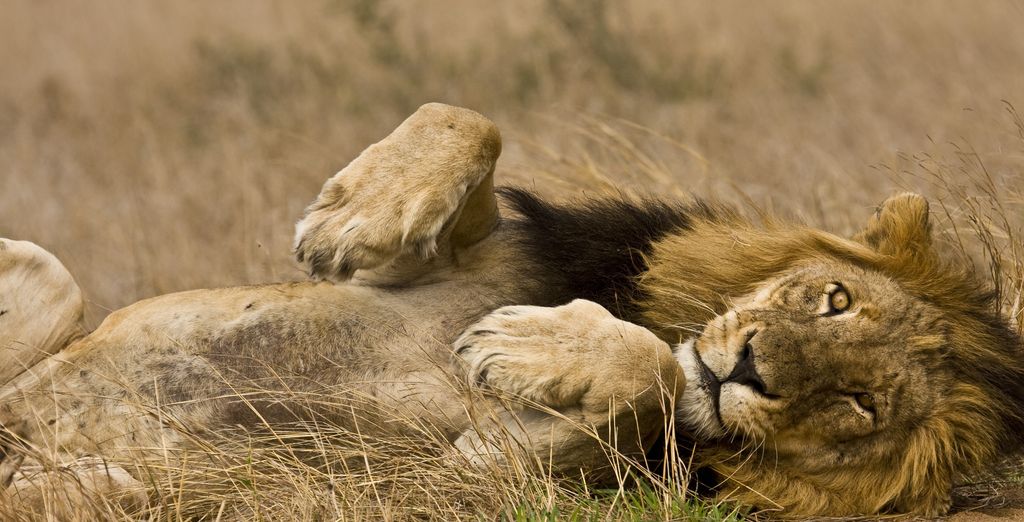 Royal Marlothi Kruger Safari Lodge & Spa 4*