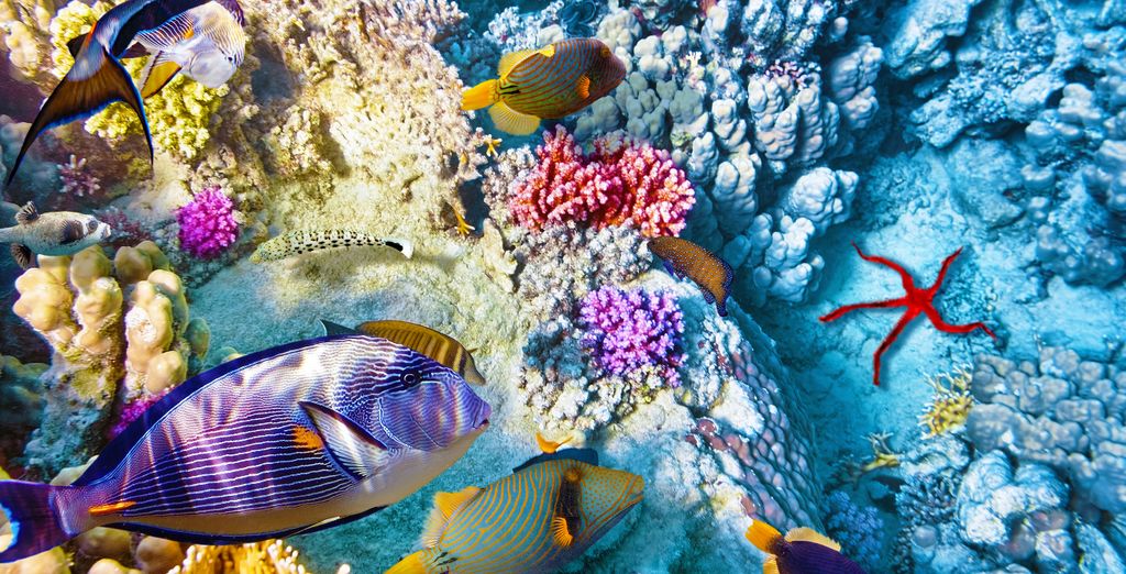 Soggiorno multiattività: Jaz Sharm Dream 5*