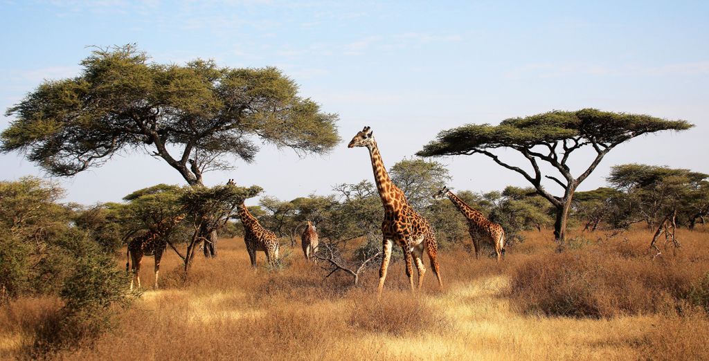 Safari und Toa Hotel & Spa 5*