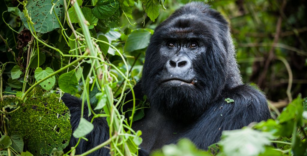 Tour privato: Perla d'Africa con permesso per l'osservazione dei gorilla
