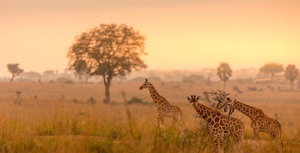 Tour privato: Perla d'Africa con permesso per l'osservazione dei gorilla