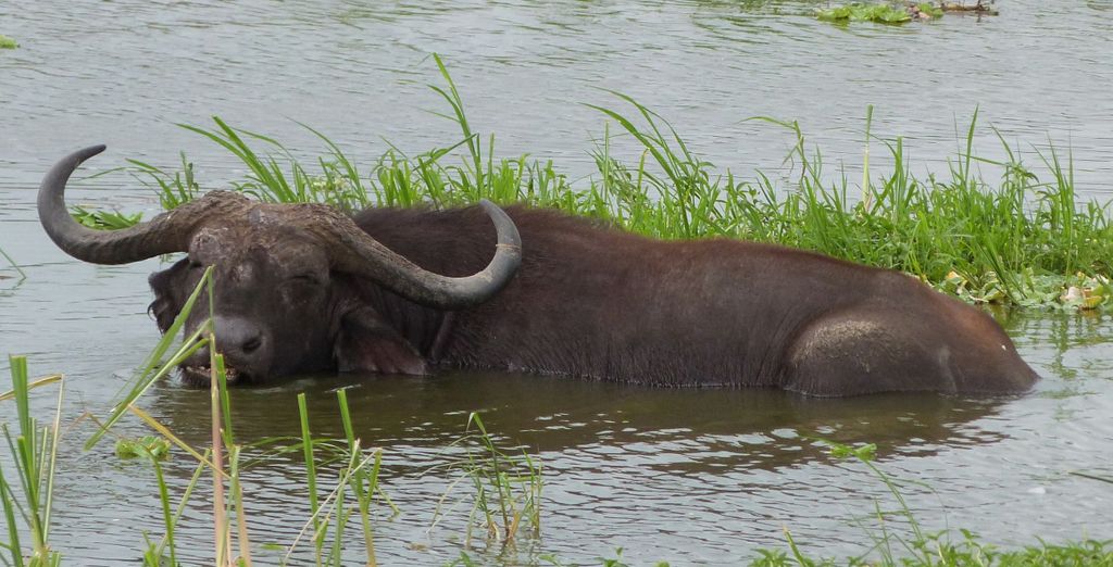 Tour privato: Perla d'Africa con permesso per l'osservazione dei gorilla