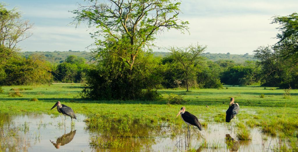 Tour privato: Perla d'Africa con permesso per l'osservazione dei gorilla