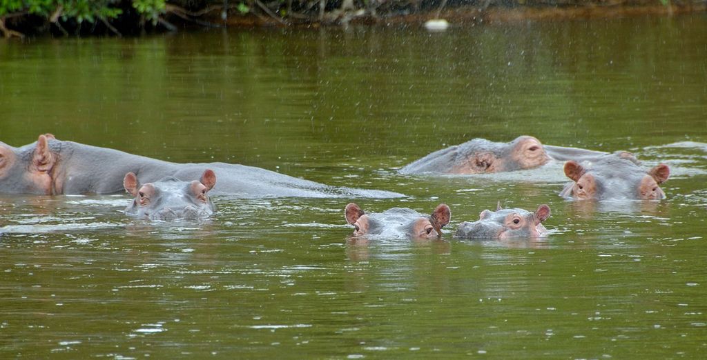 Tour privato: Perla d'Africa con permesso per l'osservazione dei gorilla