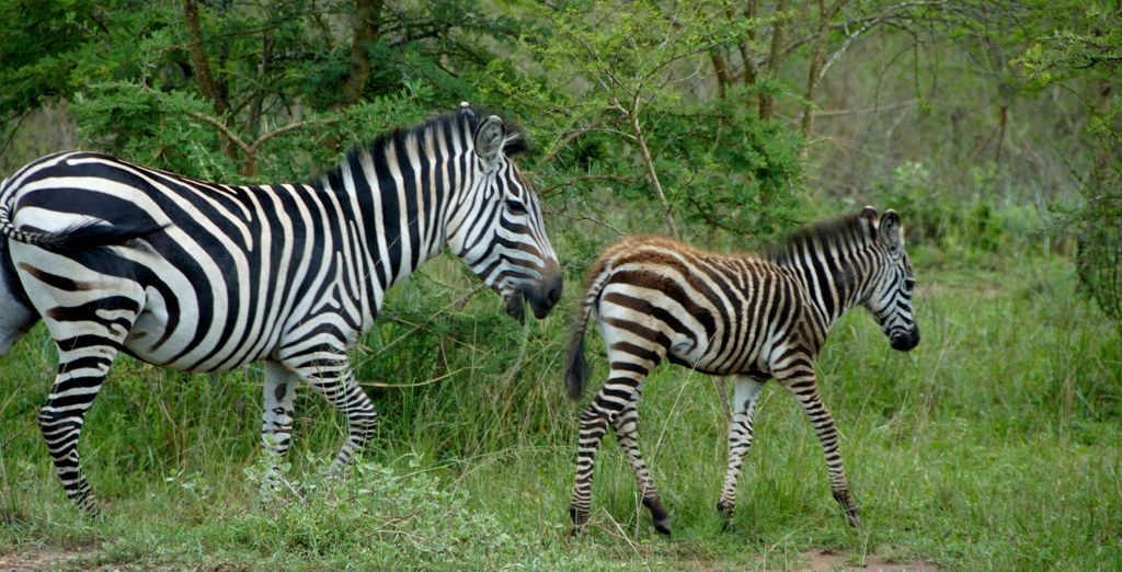Tour privato: Perla d'Africa con permesso per l'osservazione dei gorilla