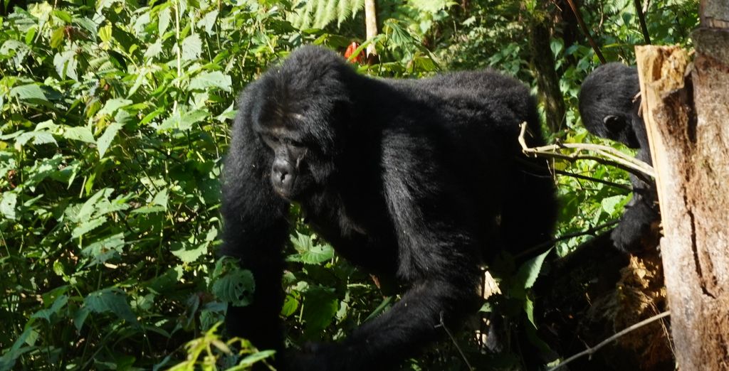 Tour privato: Perla d'Africa con permesso per l'osservazione dei gorilla