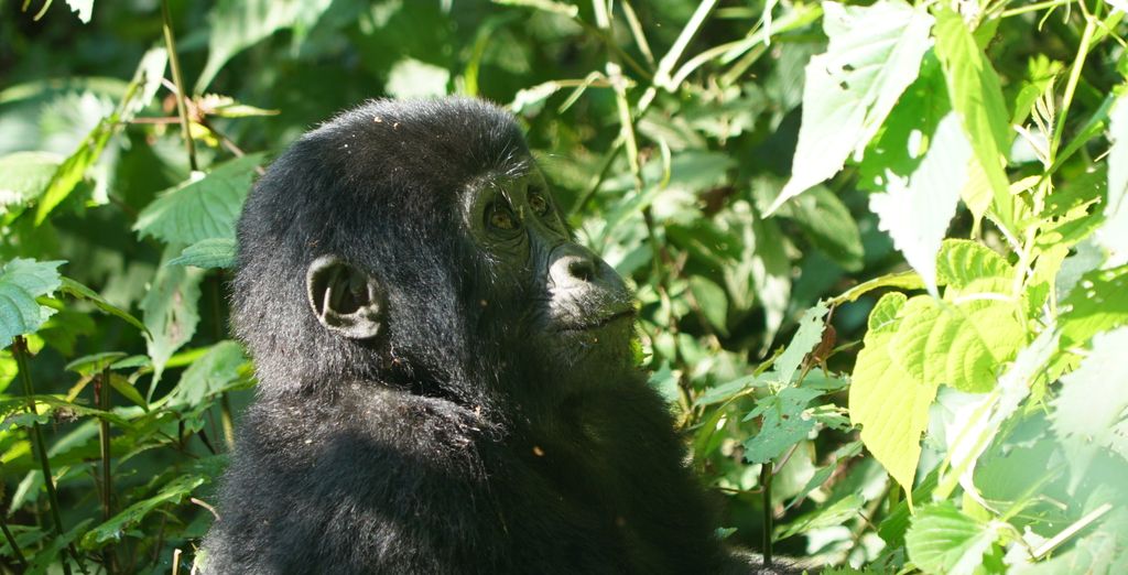 Tour privato: Perla d'Africa con permesso per l'osservazione dei gorilla