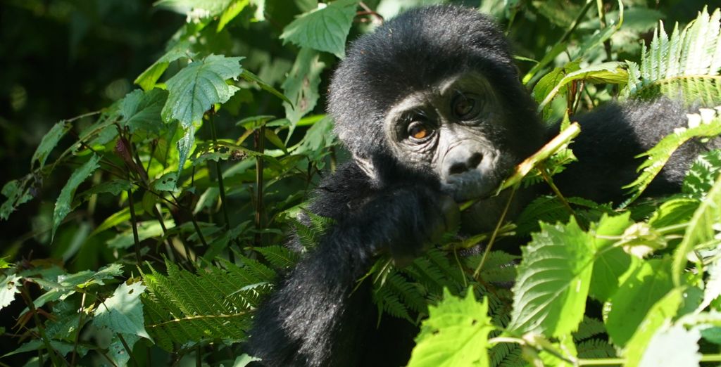 Tour privato: Perla d'Africa con permesso per l'osservazione dei gorilla