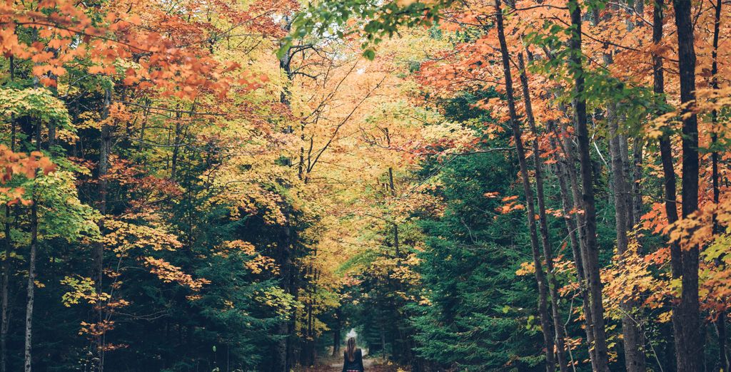 Tour in auto: Il meglio del Quebec e Ontario