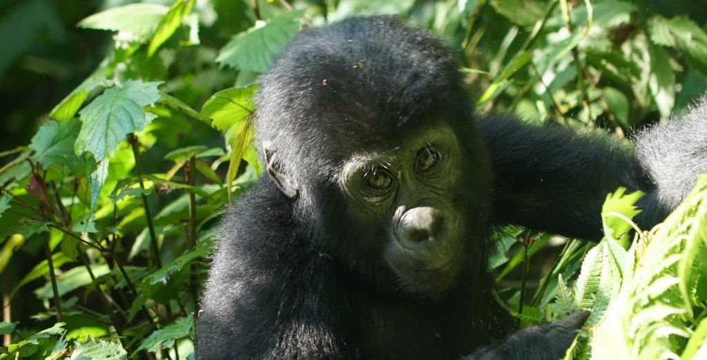 Tour privato: Dal Nilo al trekking con i gorilla