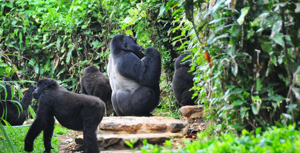 Tour privato: Dal Nilo al trekking con i gorilla