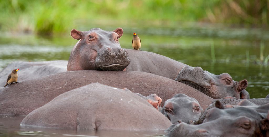 Tour privato: Dal Nilo al trekking con i gorilla