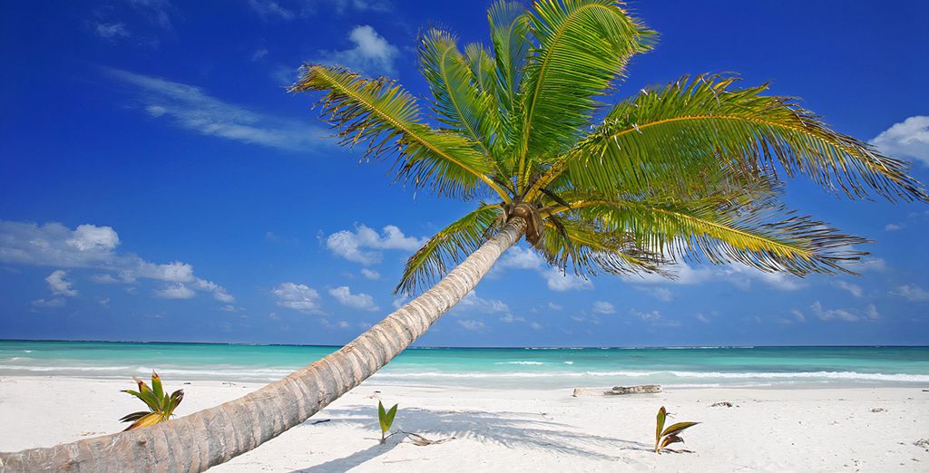 Ace Hotel New York 4* e Barcelo Maya Grand Resort 5*
