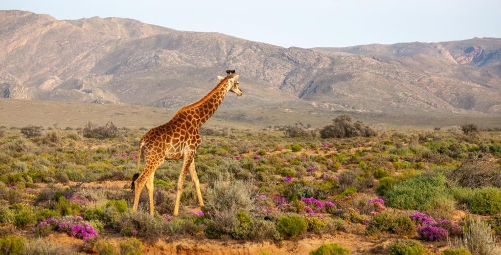 The Bay Hotel 5* con possibile prolungamento all'Inverdoorn Game Reserve Lodge