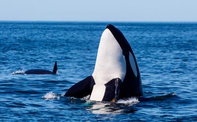 En busca de las ballenas