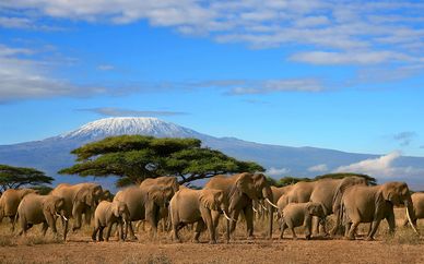 Circuit Combiné Tanzanie et Zanzibar - 8 jours / 7 nuits