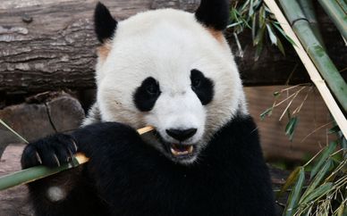Circuit privatif au Sichuan et extension possible à Pékin