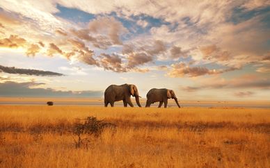 Le meraviglie del Sudafrica +The Westin Turtle Bay Resort & Spa 5*