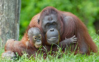 Malaysia Wildlife, City & Beach