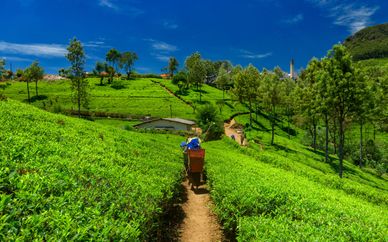 Private Tour of Sri Lanka