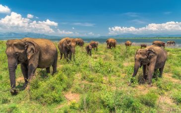 Privérondreis van 7 tot 13 nachten door Sri Lanka