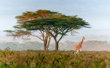 Royal Marlothi Kruger Safari Lodge & Spa 4*