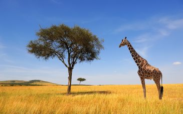 SBH Monica Zanzibar 5* und Safari