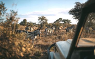 Safari in der Pan African Safari Lodge 4*