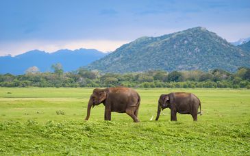 Private Rundreise: Von Teeplantagen zu goldenen Küsten und optional Royal Island Resort & Spa 5*