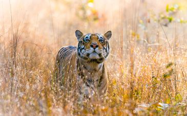 Private Rundreise: Auf den Spuren der Tiger in Ranthambore