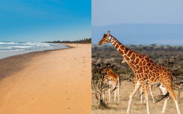 Combinado Royal Horizon Baobab 4* y Fathala Wildlife Reserve