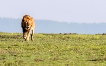 Safari privé au Kenya avec extension possible au Leopard Beach Resort & Spa 5*