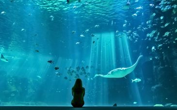 Le Domaine Sauvage et Nausicaa