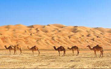 Sheraton Oman Hotel 5* con possibile soggiorno al Thousand Nights Camp