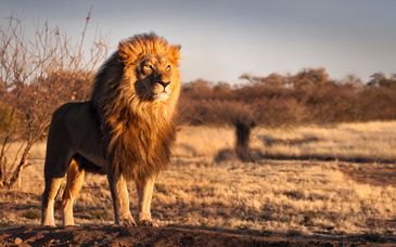 Autotour di 11 notti tra Namibia, Botswana e le Cascate Vittoria