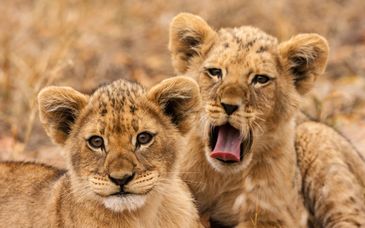 Cape Town e Safari in libertà con noleggio auto incluso
