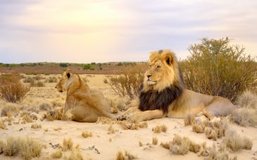 Royal Kruger Lodge and Spa 4*