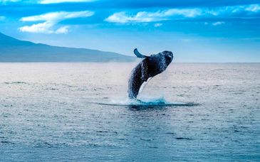 Grand Hotel Reykjavik 4*