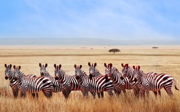 6-10 nights: Private Tanzania safari and stay in White Paradise 4*