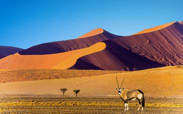 Duo: Rockefeller Hotel & Residence 4* & 9 night safari