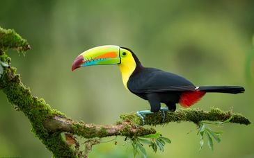 9-18 night tour: Natural Treasures of Costa Rica