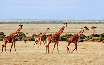 Duo: 6 night safari & Toa hotel & Spa 5*